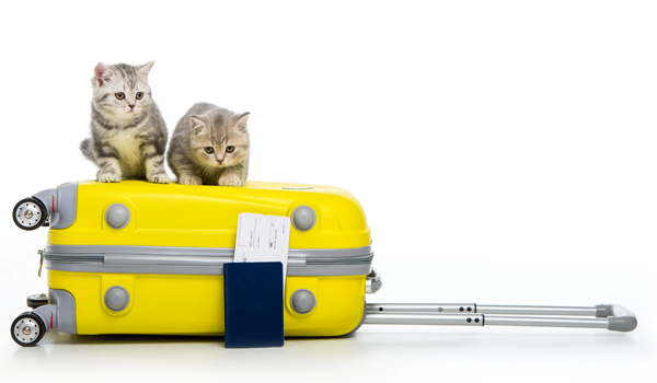 Cats luggage