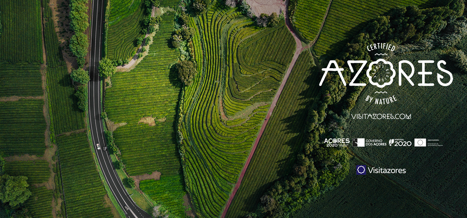 The Azores are home of the oldest industrial tea plantations in Europe