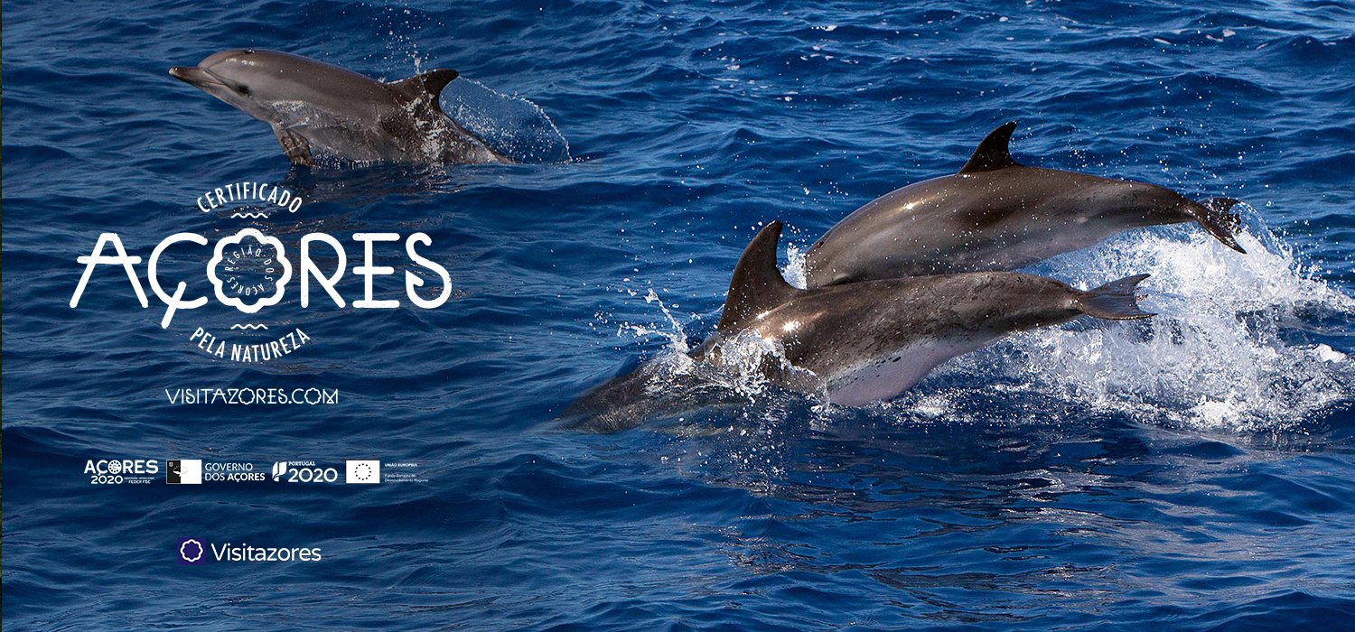 Açores – O melhor destino europeu para observação de baleias e golfinhos